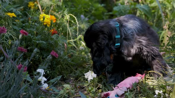 Cute Spaniel Puppy Dog In a Colorful Blooming Flower Garden Sniffs Pig Toy, Fixed Soft Focus. Black