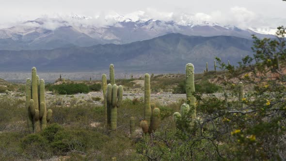 Giant Cactuses Against Snowy Andes Mountains in the Background. Los Cardones National Park in Salta