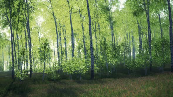 Panorama of Birch Forest with Sunlight