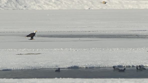 Bald Eagle protecting its food from another Eagle swooping in