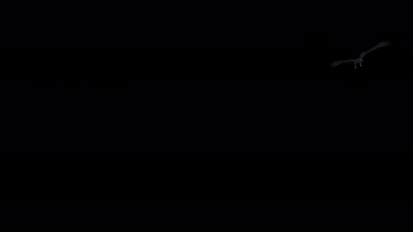 Black Raven - 4K Flying Around Loop alt