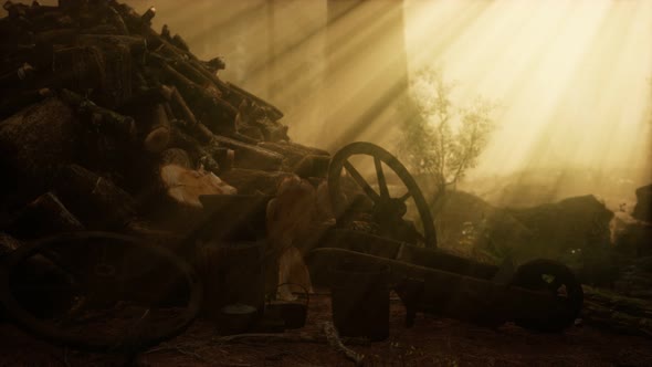 Preparation of Firewood for the Winter in Forest at Sunset