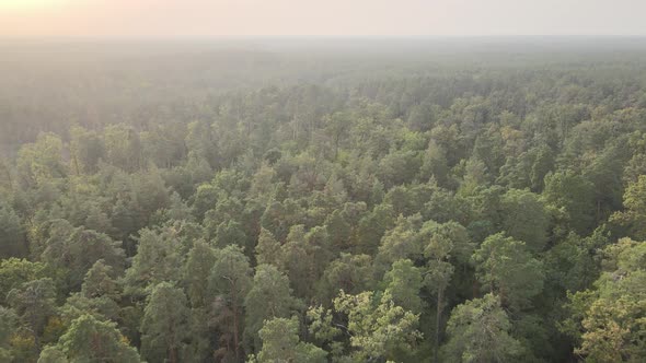 Aerial View of a Green Forest on a Summer Day