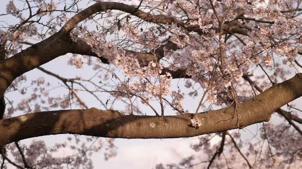 Sakura cherry blossom in Japan beautiful