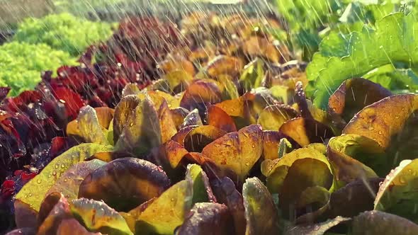 Watering Leaves Red Oak Leaf Lettuce  Top View Slow Motion Camera Dolly Wiring