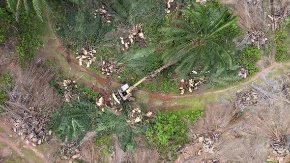 Aerial view harvester pushing over oil palm tree