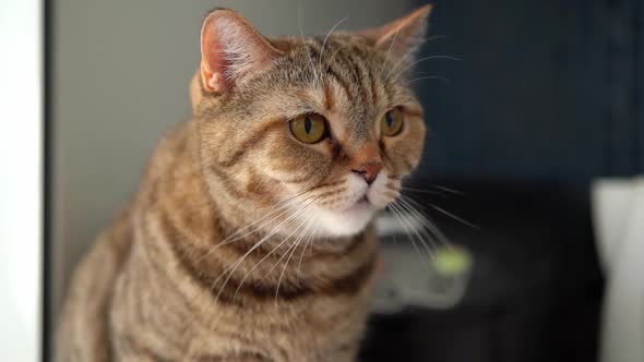 Red Tabby Scottish Cat Hissing