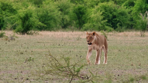 A Lioness Roaming On The Grassy Field In Nxai Pan In Botswana With Lush Bushes In The Background - M