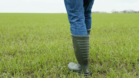 The Farmer Agronom Walks Along the Green Field of Ecoculture in Rubber Boots