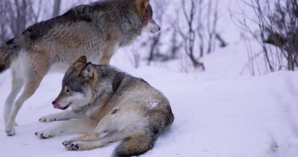 Submissive Wolf in Pack a Cold Winter Night in the Forest