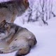 Submissive Wolf in Pack a Cold Winter Night in the Forest - VideoHive Item for Sale