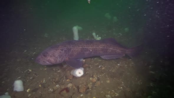 Large Ling Cod in the Emerald Sea