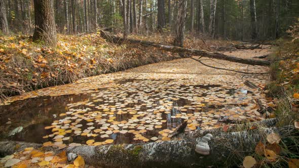 a fascinating cycle of fallen leaves in a forest river