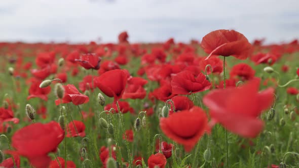 Walk in the Poppy Field