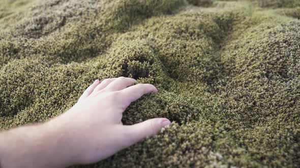 Crop traveler touching moss in nature