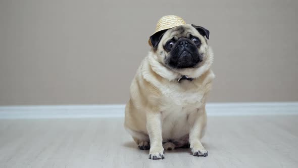 Funny Pug Dog in a Straw Hat As a Farmer Sitting on the Floor and Turn His Head