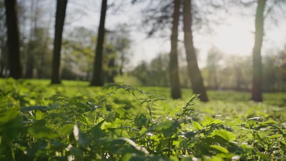 High Grass Grows on Lawn Against Trees in Park on Sunny Day