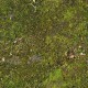 Ground Covered With Moss - 3DOcean Item for Sale