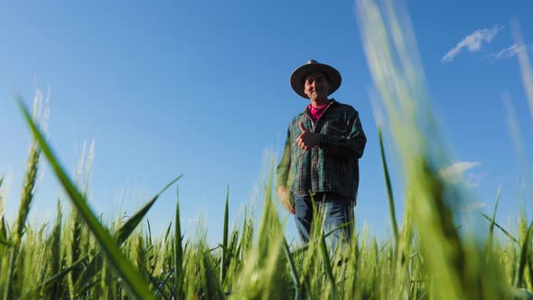 Old American Farmer Showing Thumb Up is in the Field with Wheat Crop