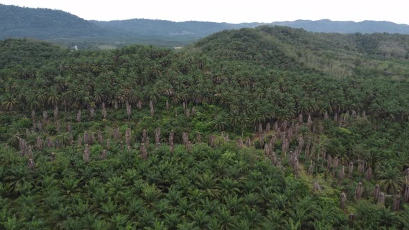 Aerial view dead oil palm tree