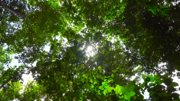 Nature video A big tree in a fertile forest And the sunlight shines through the leaves beautifully