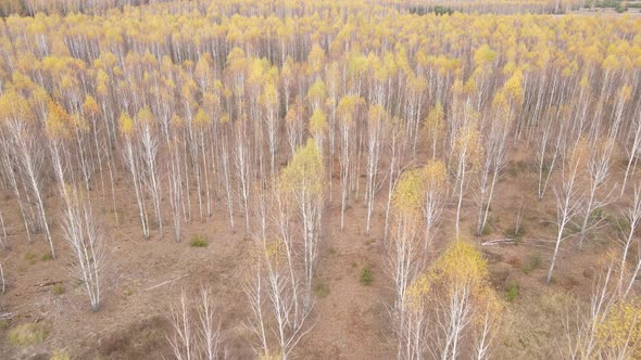 Beautiful Forest with Trees in an Autumn Day