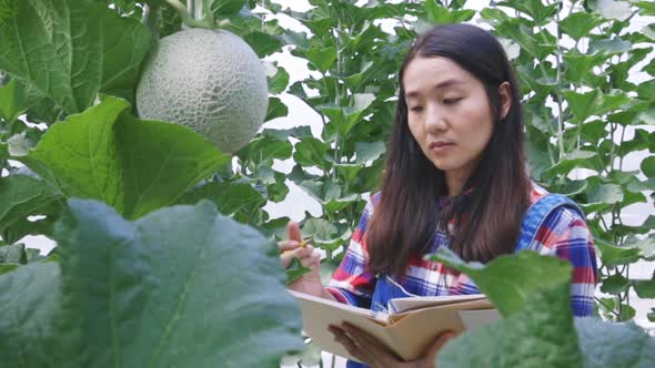 Modern agriculture concepts, Farmer women checking the quality of the melon on her farm