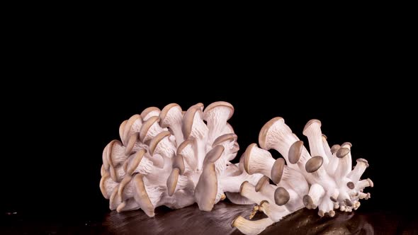 Growing Oyster Mushrooms on Black Background