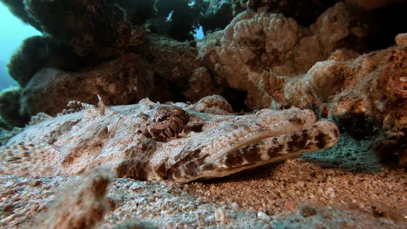 Underwater Crocodile Fish