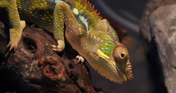 Panther Chameleon, furcifer pardalis, Adult standing on Branch, Madagascar, Slow motion 4K