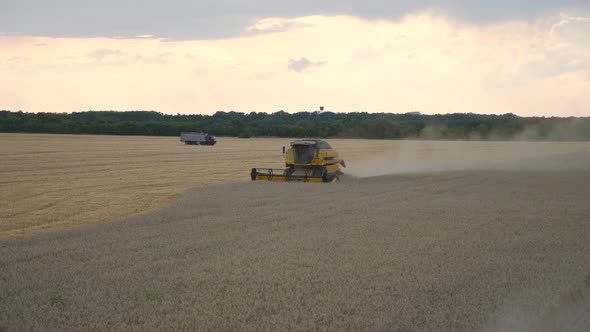 Combine Gathering Crop of Ripe Wheat in Countryside. Harvester Slowly Riding Through Field Cutting