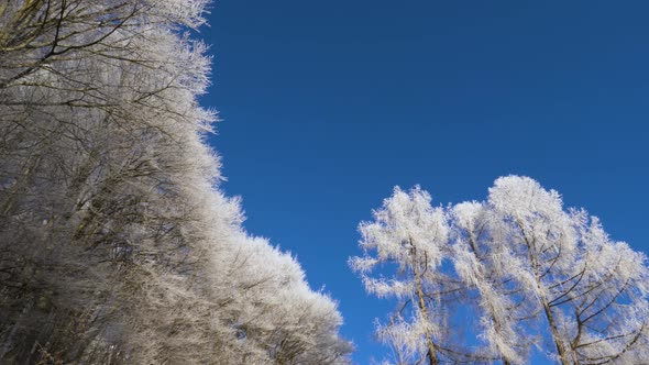 Frosty tree branch with snow in winter on blue sky. Cold weather in the forest. Frozen trees