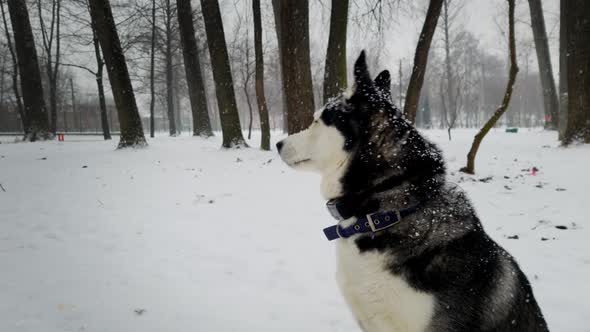 Husky Dog Face in Winter in the Forest and Falling Snow