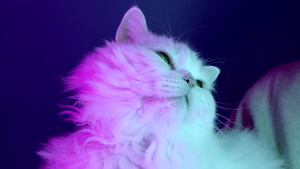 Woman Stroking Adorable Fluffy Cat on Blue Background Under Colorful Led Neon Light