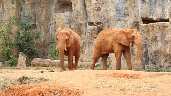 African elephant walking