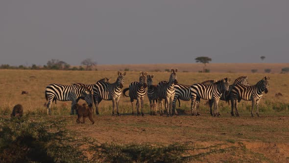 Baboons and Zebras in Africa