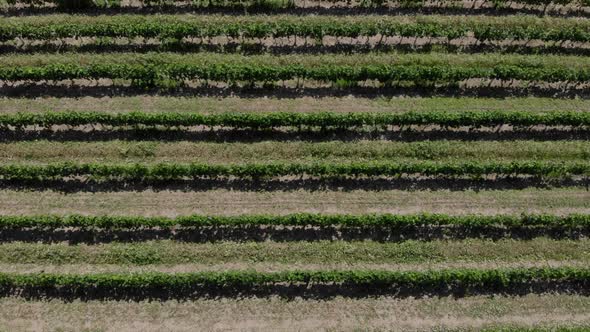 Rows of Grapes. Aerial Video.