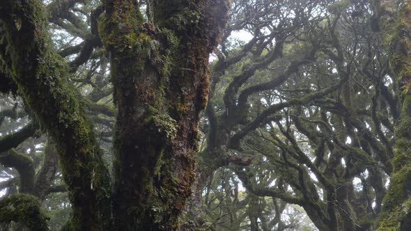 Slider, revealing misty Fiordland forest, Routeburn Track New Zealand