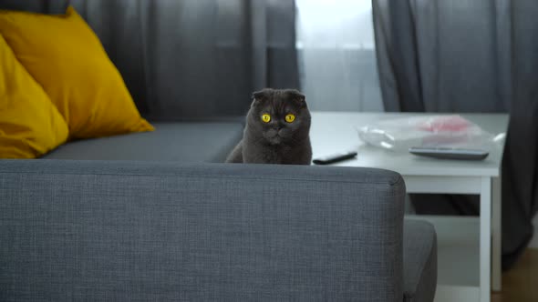 Scottish Fold Cat on Sofa