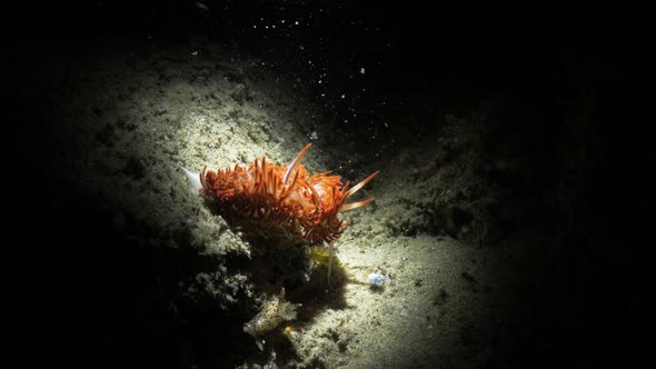 Unique artistic underwater video of a vibrant sea creature in the dark lit up only by the light of a