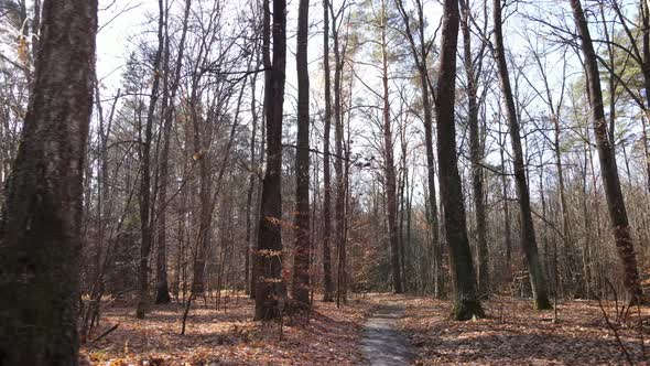 Beautiful Forest with Trees in an Autumn Day