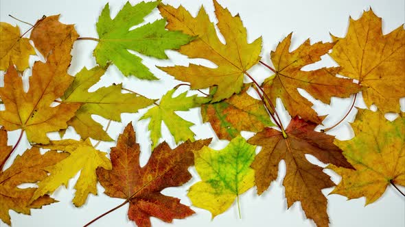 Colorful Leaves Fill White Background. Stop Motion