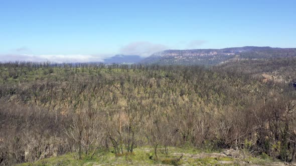 Aerial footage flying through trees of forest regeneration after bushfires in regional Australia