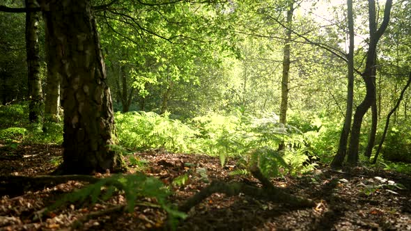 Forest floor in summer at sunrise