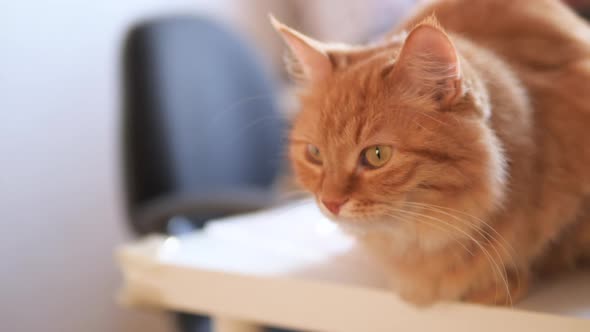 Angry Ginger Cat Sits on White Table. Fluffy Pet Seems To Be Irritated. Cute Domestic Animal at Cozy