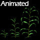 Corn Plant Growth (Animated) - 3DOcean Item for Sale