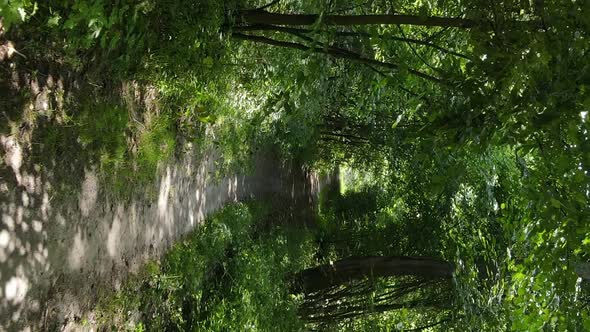 Vertical Video of Green Forest By Day