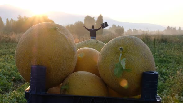 Workers Picking Melon at Sunrise