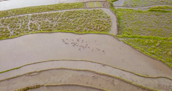 Aerial view of terraced rice fields with dozens of ducks bathing in mud in Magelang, Indonesia. Dron