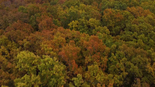 Autumn oak forest. smooth panorama. Aerial view.